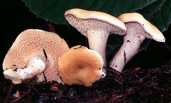 Hydnum umbilicatum group
